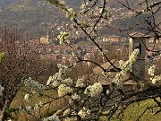 34 Da ciliegi in fiore Chiesetta di S. Antonio a dx e Chiesa di S. Lorenzo di Zogno a sx